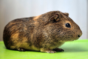 Cute little brown guinea pig