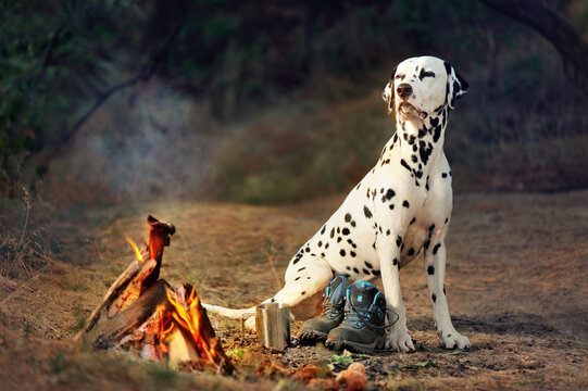 Dalmatian Dog Sitting Next To The Camping Fire