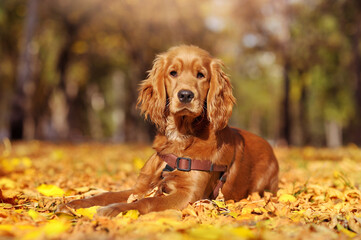 English spaniel laying on the ground covered with autumn foliage
