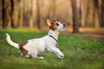 Full length side view picture of a running Jack Russel terrier puppy