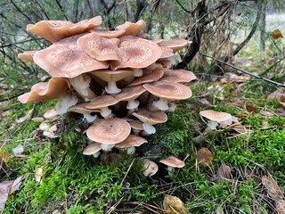 grupa grzyb&oacute;w - opieńki, rosnąca we mchu