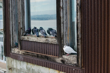 birds on the edge of a window