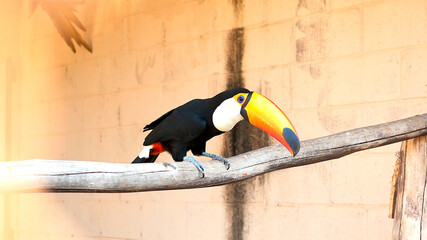 toucan on a branch © EduardoZanzirolamo