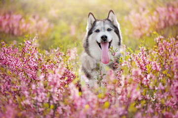Beautiful husky in blooming spring pink flowers