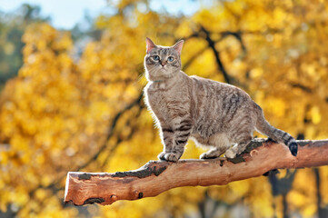 Fototapeta premium Ful llength side view picture of the cat standing on the tree branch
