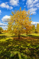 Lonely tree with yellow leaves and shadow in the park
