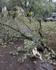 storm damage with broken limbs and fallen branches in a neighborhood street