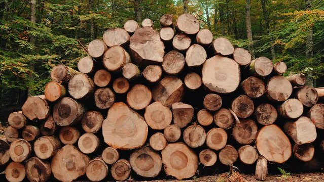 Wooden Logs Stacked In The Woods