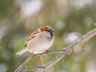 Sparrow sits on a branch without leaves.