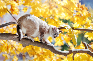 Cat standing on the tree branch scared going down