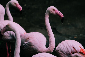 Close-up of pink flamingo birds in the water - the only bird family in the Phoenicopteriformes order