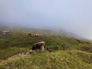 Kuhherde im Nebel