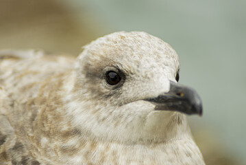 Little seagull on a trip to Venice