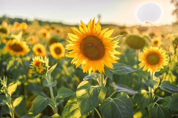 A field of sunflowers at dawn. Sunflower field at dawn. Sunrise over sunflower field. Sunflowers on sunflower field. 