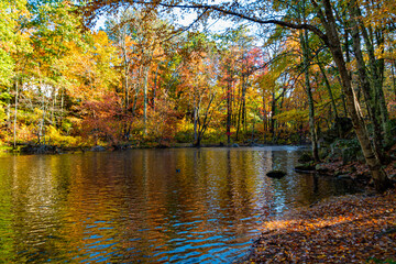 Fall colors near river in Palmer MA - obrazy, fototapety, plakaty