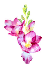 Watercolour hand painted lily flowers. Detailed realistic lilies for print, postcard, poster, book decoration and other printed products.