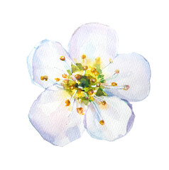 Beautiful apple blossom flowers illustration.Hello spring concept. Easter blooming flower. Pink cherry blossom artwork.