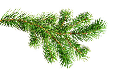 Green Christmas pine twig - obrazy, fototapety, plakaty