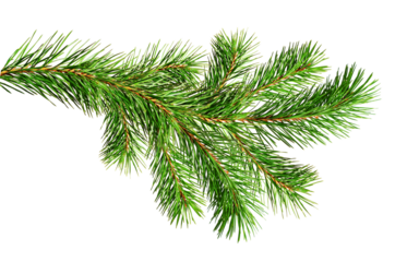 Green Christmas pine twig