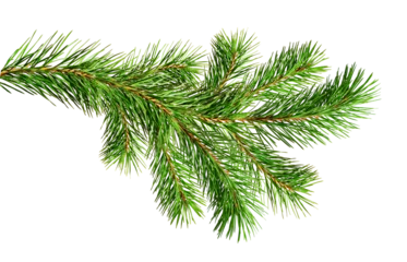 Fotobehang Green Christmas pine twig © Ortis