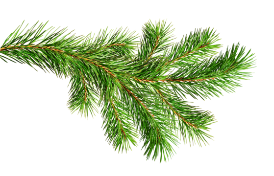 Green Christmas pine twig