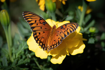 Gulf Fritillary Butterfly