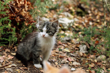 Naklejka na ściany i meble Gato pequeño Encenizado, gris y blanco Refugiandóse en el bosque