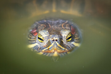 Turtle in pond at Bluebonnet Swamp Nature Center