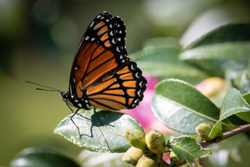 Monarch Butterfly in Afton Villa