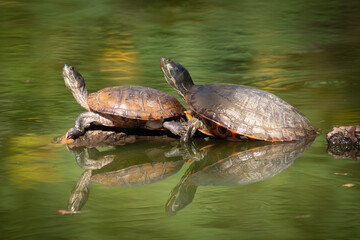 Obraz premium Turtle in pond at Bluebonnet Swamp Nature Center