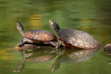Obraz premium Turtle in pond at Bluebonnet Swamp Nature Center