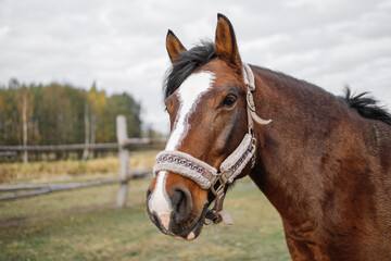Obraz premium Portrait of a head of a red horse on a green field in an aviary