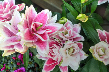 Roselily Oriental Hybrid Lily Flowers.