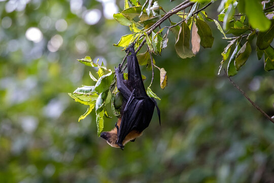  Flying fox hangs upside down. Pteropus &ndash; Flaying fox bat is the source and carrier of the a lot of virus. These animals are still used in Asian cuisine.