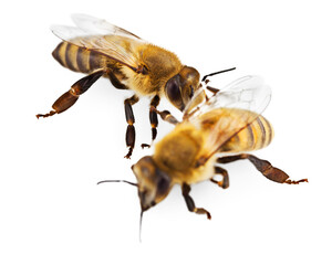 Bees isolated on the white background