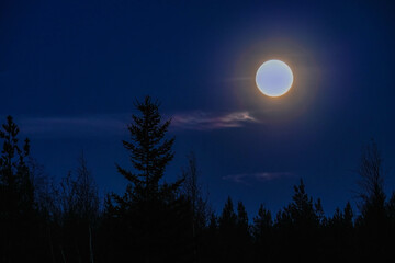 Fototapeta na wymiar Glowing blurry full Moon above spruce forest top in clear night sky, lens flare halo around Moon disk