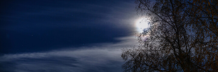 Wide panorama of shiny fool Moon behind cloud and birch tree on night starry sky