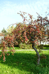 Fototapeta na wymiar Decorative apple tree leaning towards the ground in the park