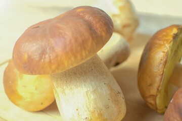 Close-up of white forest mushrooms. Selective focus, tinting.