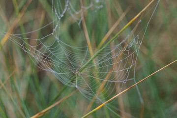Fresh grass with dew drops and a cobweb with small spider in the middle on a foggy autumn morning