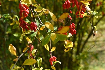 red berries Barberry vulgaris on a yellow background. autumn background