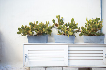 cactus plants on the windowsill wall in Poros Greece
