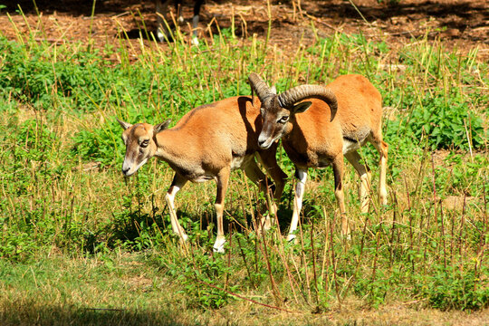 Mouflons in Love

