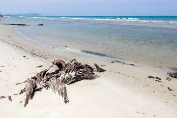 Driftwood on the sea shore in Borneo 
