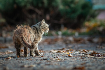 Fototapeta premium Homeless cat in fallen leaves on a city street.