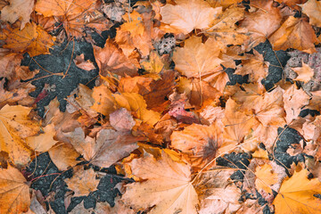 Natural background with yellow leaves. Autumn mood. Close-up