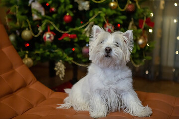 White terrier dog at home on the background of a Christmas tree for the background of the New Year holiday