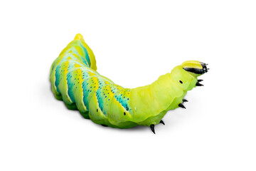 Close up of the caterpillar (Papilio xuthus). Isolated on white.