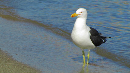 Seagull on the beach - Florianópolis, Brazil