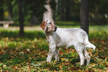 Portrait of Orange Belton English Setter dog in nature.Dog 
Dog exploring forest during fall. 7 months old. Selective focus. copy space
